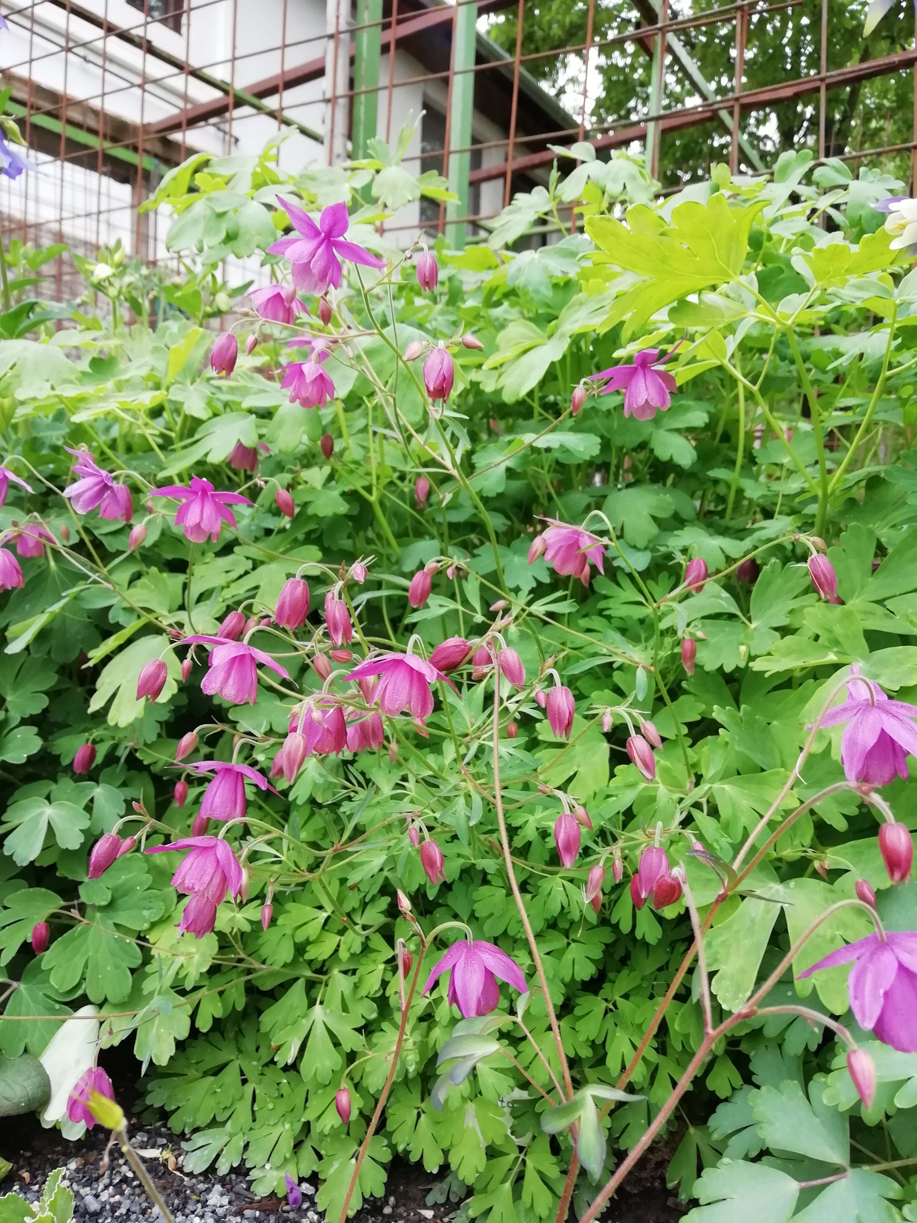 Semiaquilegia ecalcarata