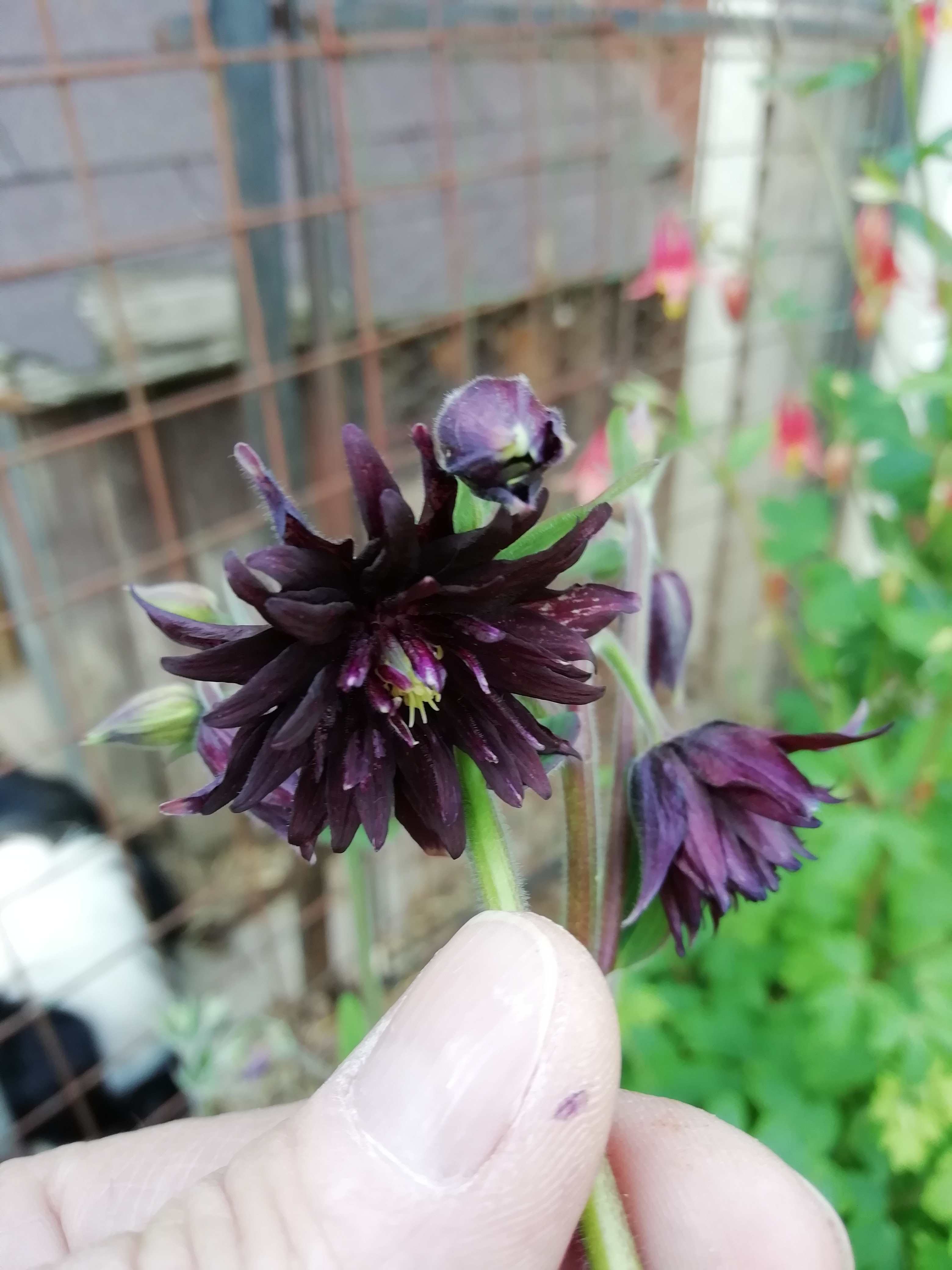 Aquilegia vulgaris var. Stellata ‘Black Barlow’