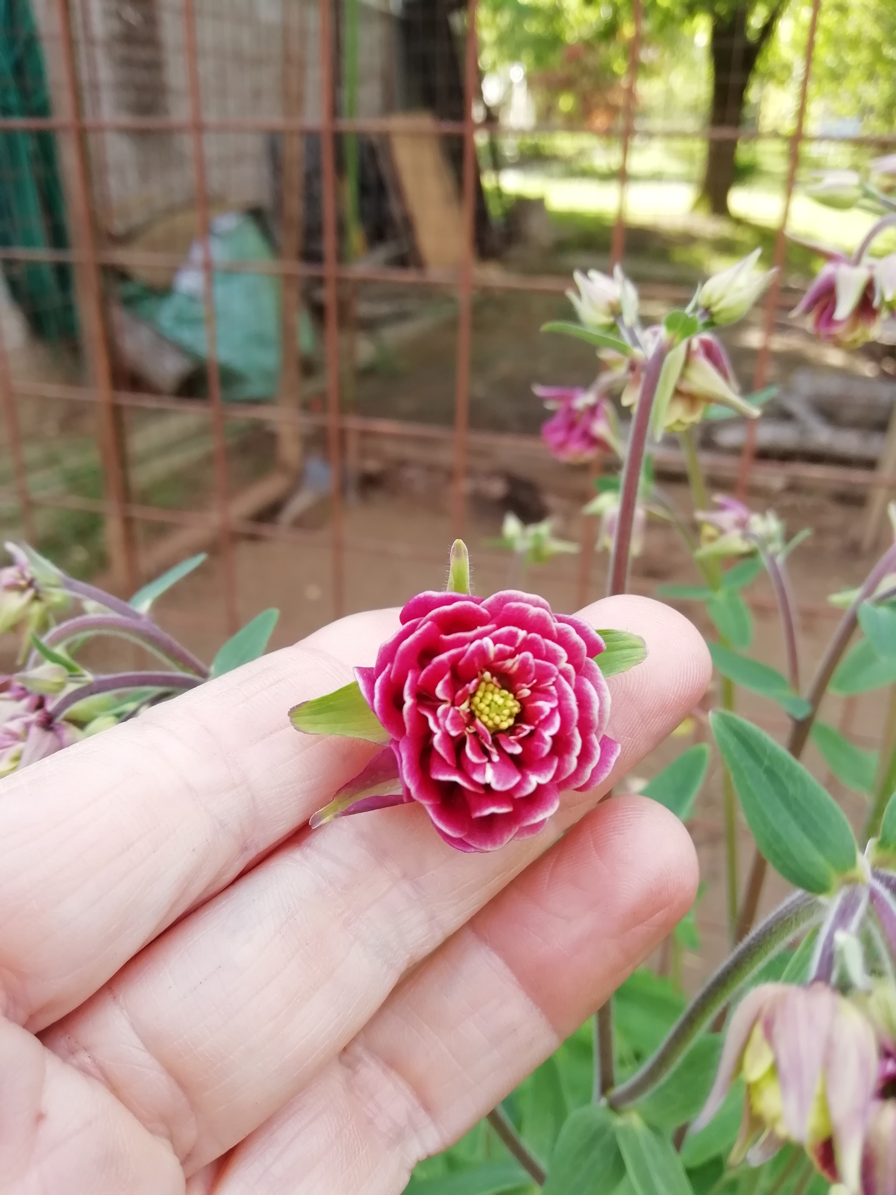 Aquilegia vulgaris ‘Megpie Doubles’