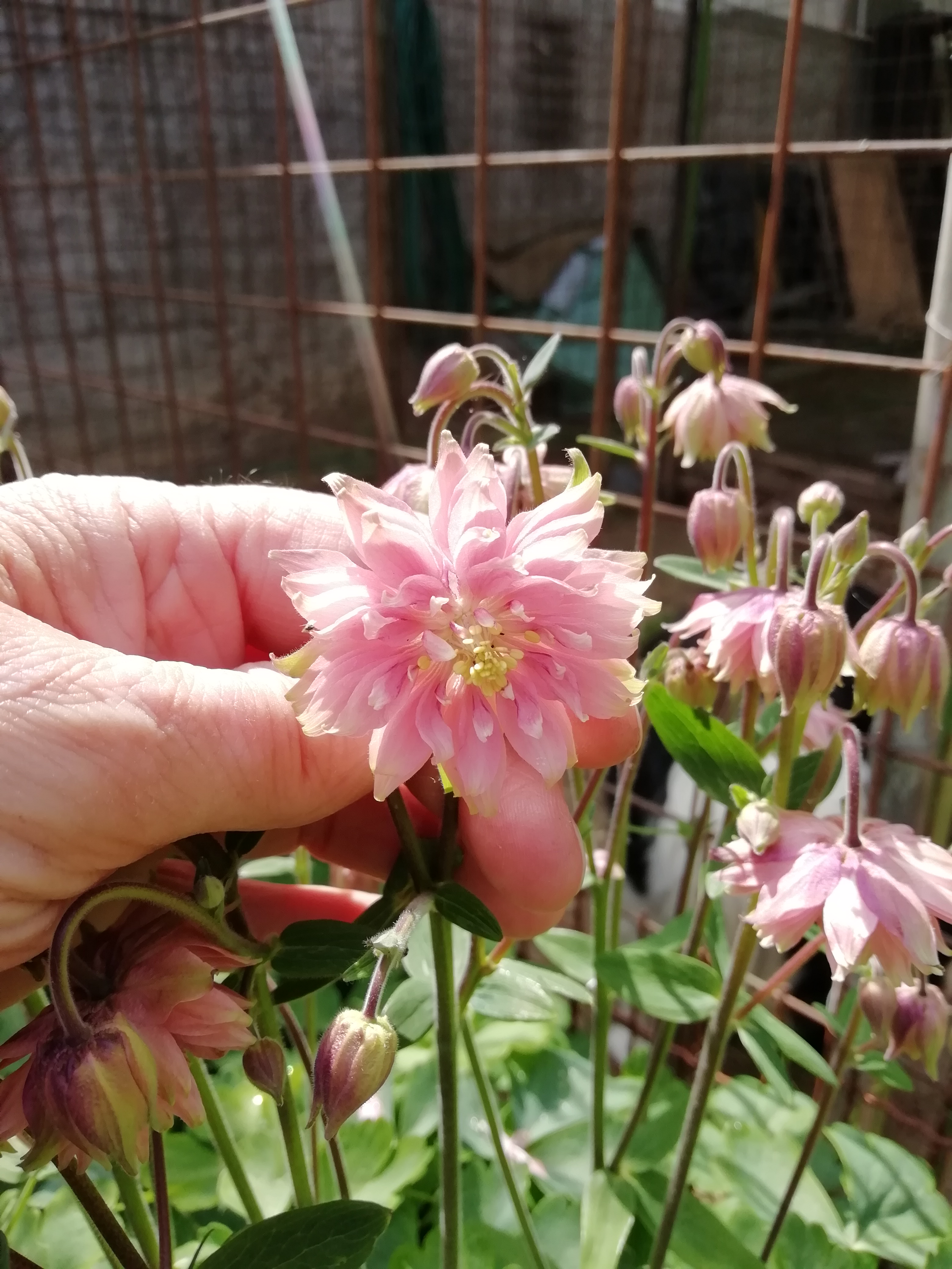 Aquilegia vulgaris var. Stellata ‘Nora Barlow’
