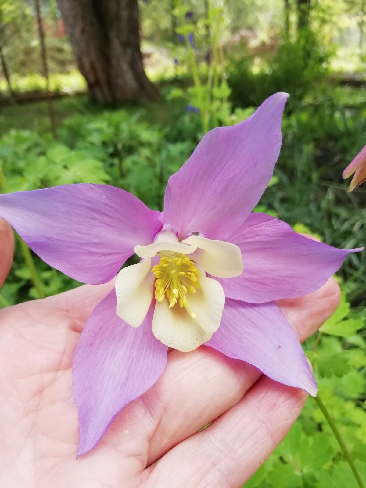 Aquilegia ‘McKana Hybrid’