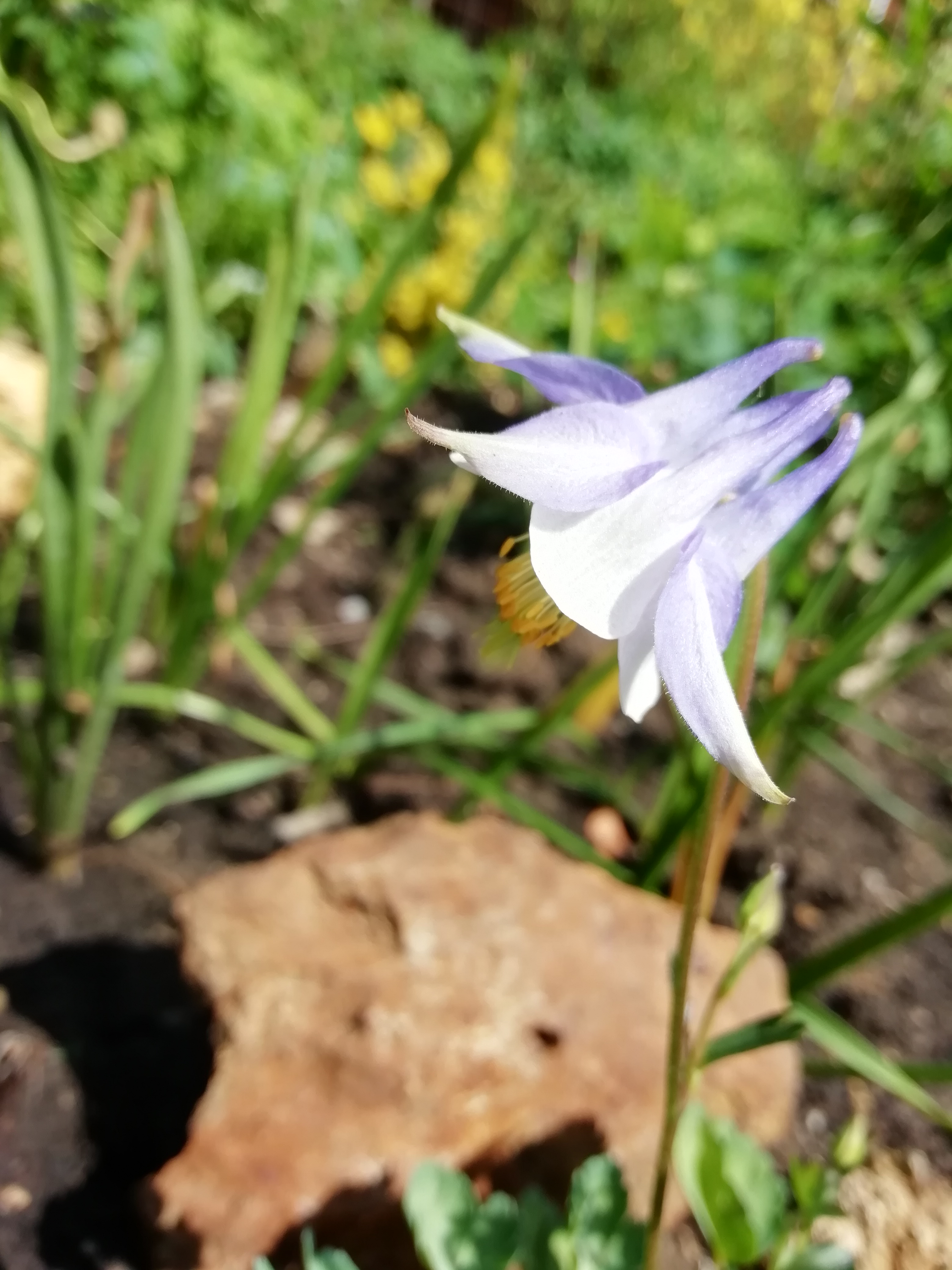Aquilegia ottonis amaliae